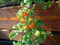 Tomate - Hundreds & Thousands Rot 2.webp