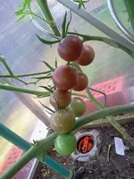 hutzuz 088.webp