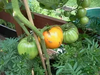 hutzuz 158.webp
