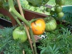 Tomate - Orange a gros 3.jpg