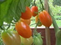 hutzuz 168.webp
