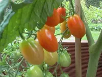 Tomate - Dattelcherry.webp