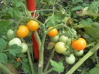 Tomate - gelborange Cherry.webp