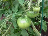hutzuz 218.webp