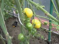 hutzuz 222.webp