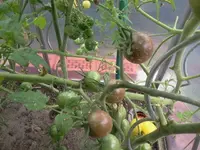 Tomate - lila Cherry 2.webp