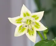 baccatum.webp