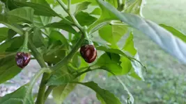 chili2.webp