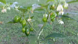 chili3.webp