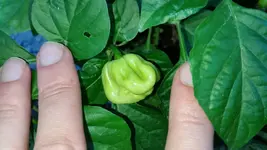 chili4.webp
