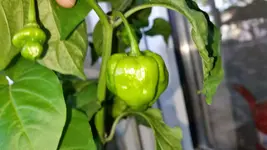 chili5.webp