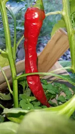 chili6.webp