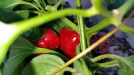 paprika.webp
