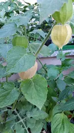 physalis.webp