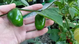 rocoto.webp