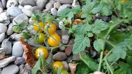 tomaten.webp