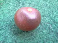 Tomate - lila Cherry.webp