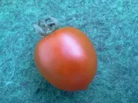 hutzuz 113.webp