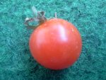 Tomate - Kirschtomate Rot.jpg