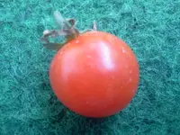 Tomate - Kirschtomate Rot.webp