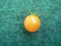 hutzuz 122.webp