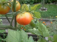 hutzuz 146.webp