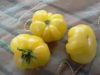 Tomate - gelbe Fleischtomate Mini.webp