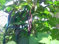 hutzuz 072.webp