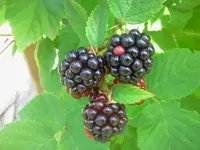 hutzuz 060.webp