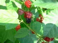 hutzuz 062.webp