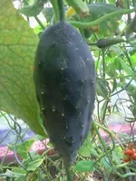 hutzuz 092.webp