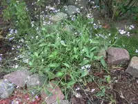 hutzuz 268.webp