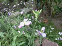 hutzuz 274.webp