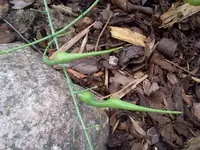 Rattenschwanzradieschen 2.webp