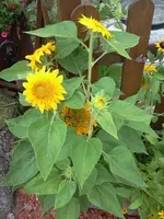 hutzuz 258.webp