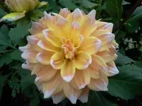 hutzuz 256.webp