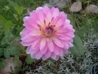 hutzuz 246.webp