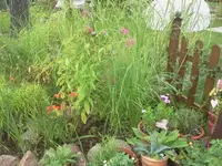 hutzuz 260.webp