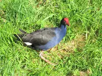 Copy of Pukeko v.webp