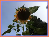001.webp