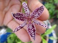 P1180169.webp