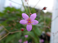P1180159.webp