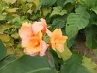 DSCN1245.JPG