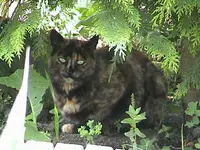 Gartenschildi1.webp