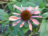 P1180165.webp