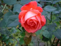 37Oma B. (5).webp