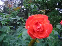 37Oma B. (4).webp