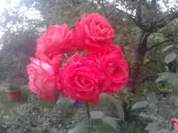 P150611_18.14.webp
