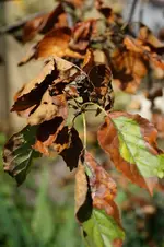 DSC09014.webp
