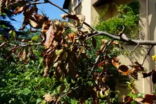 DSC09016.webp